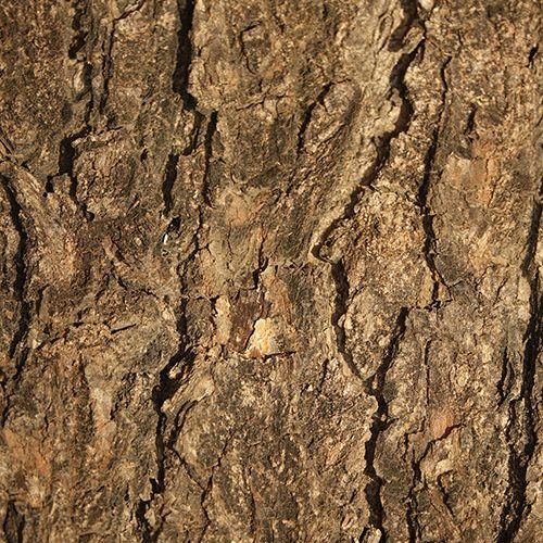 cracking bark