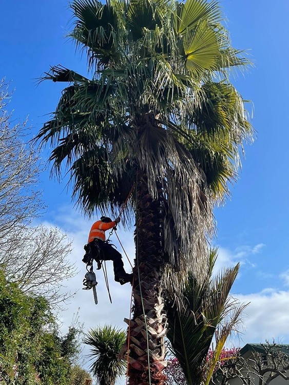 Palm Tree Pruning