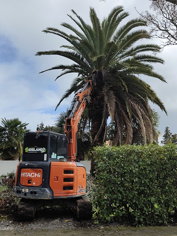 Palm Tree Pruning