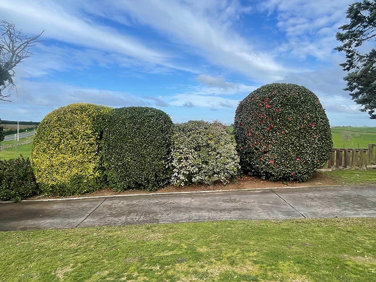 Hedge Trimming