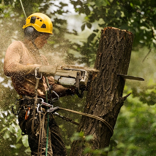 What Does An Arborist Do in New Zealand?