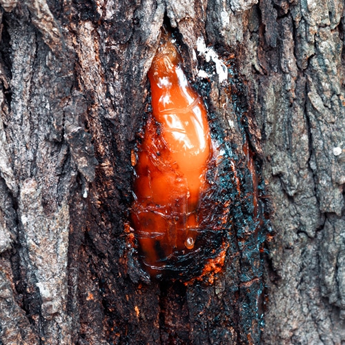 10 Common Signs of Tree Disease in New Zealand