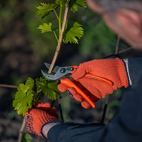 The Importance of Pruning Young Trees