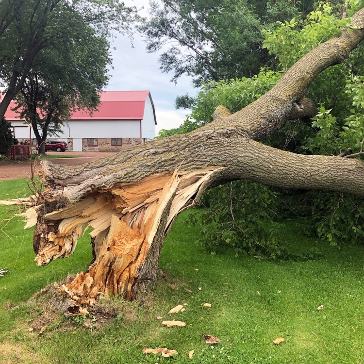 Comprehensive Guide to Managing and Repairing Storm-Damaged Trees