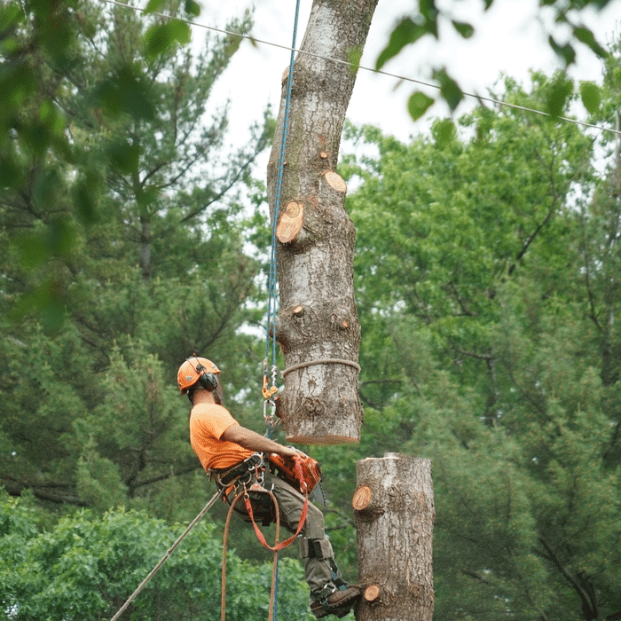 Understanding Tree Topping and Why It’s Harmful to Trees