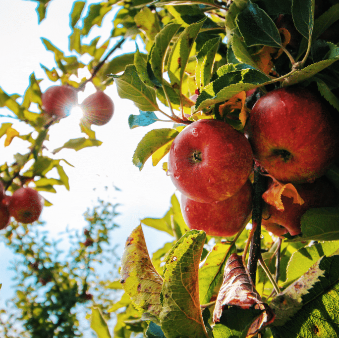 Ultimate Guide To Pruning Fruit Trees in New Zealand