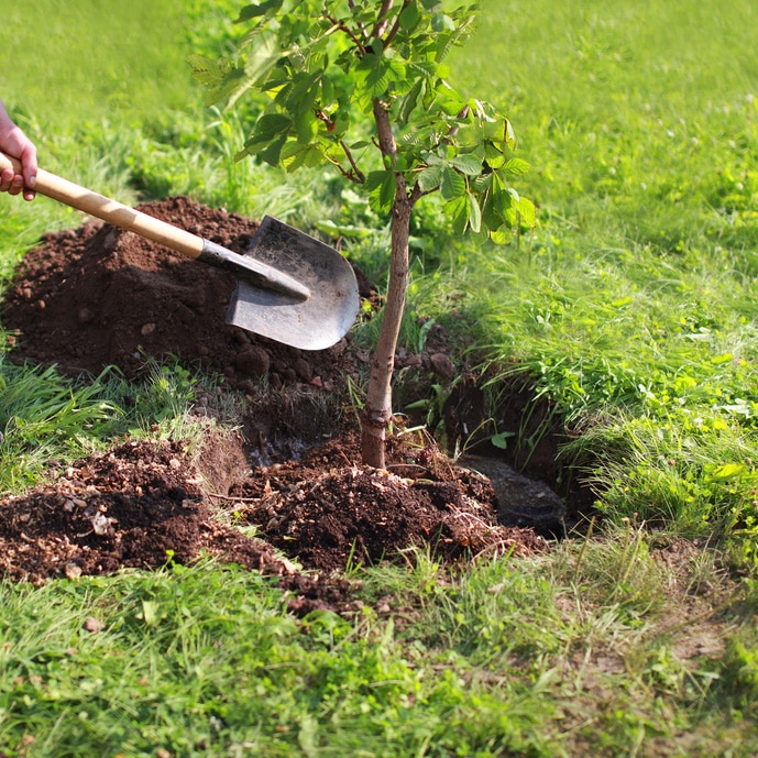 Expert Tips for Spring Tree Care in New Zealand