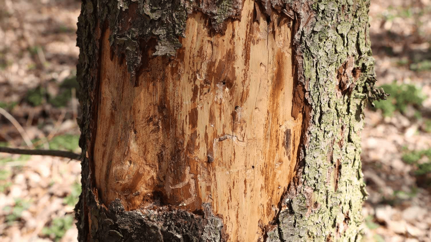 falling-tree-bark-a-sing-of-tree-sickness