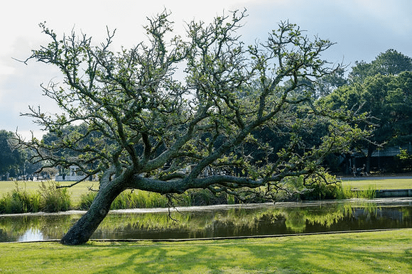 sick-tree-leaning-forward-a-tree-dying-symptom