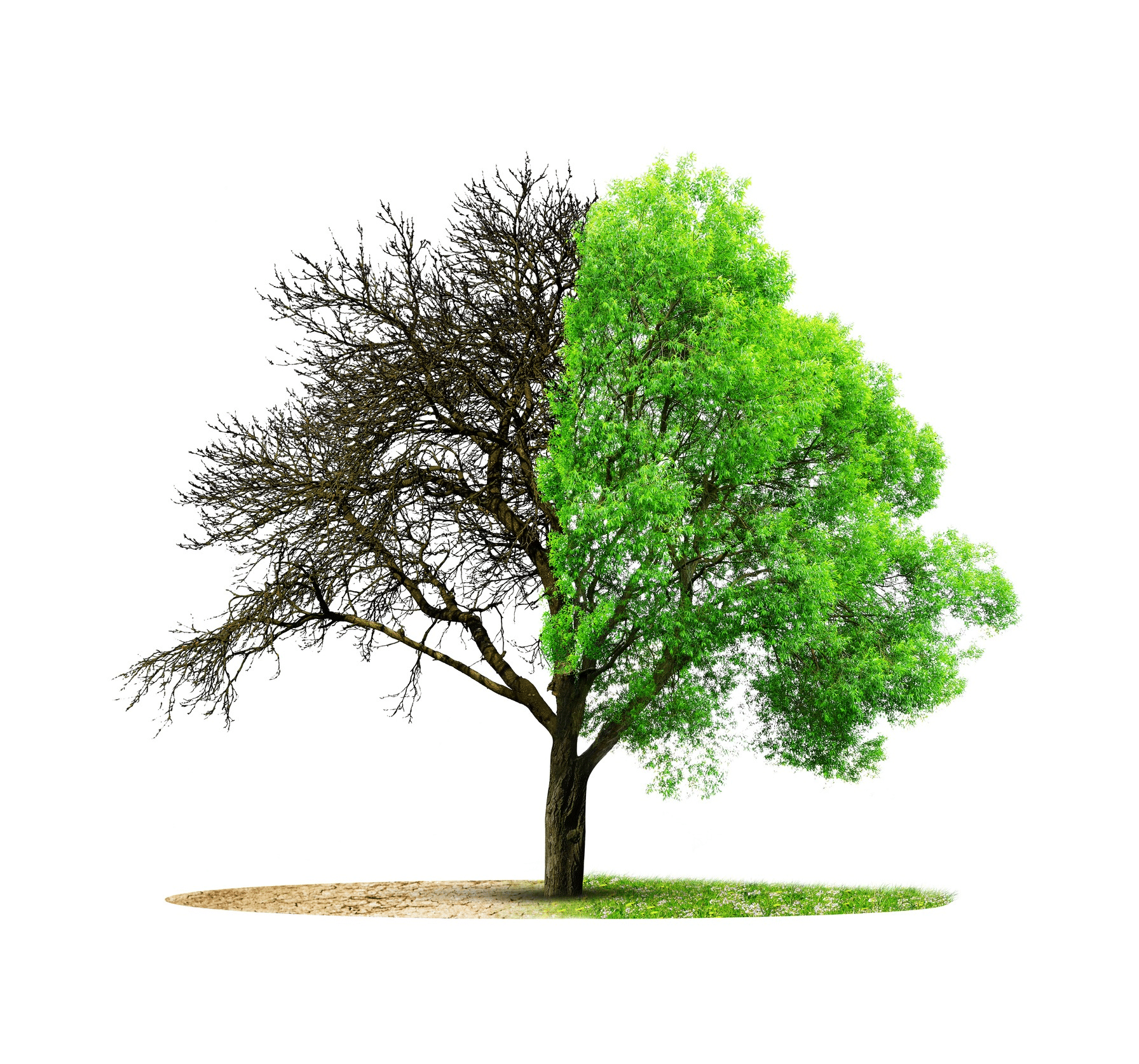 signs-of-a-sick-and-dying-tree-in-NZ