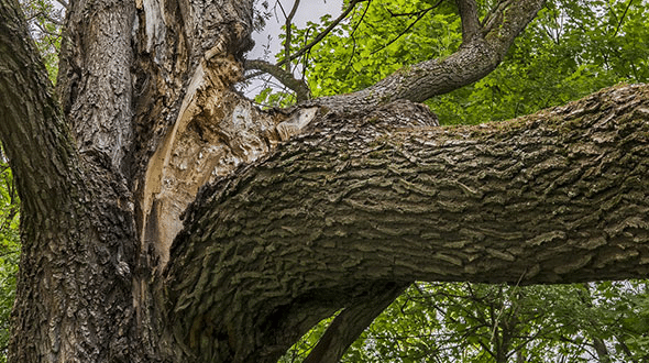 Cracked-Tree-Branch-a-sing-of-tree-sickness