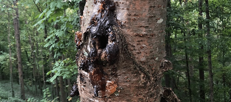 open-tree-wound-a-tree-dying-symptom