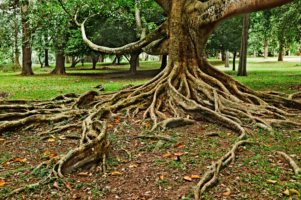 exposed-tree-roots-a-sign-of-tree-disease