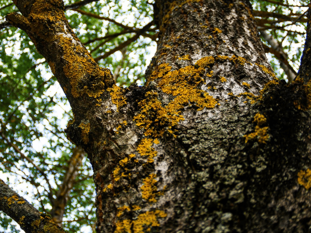 rotting-tree-and-fungus