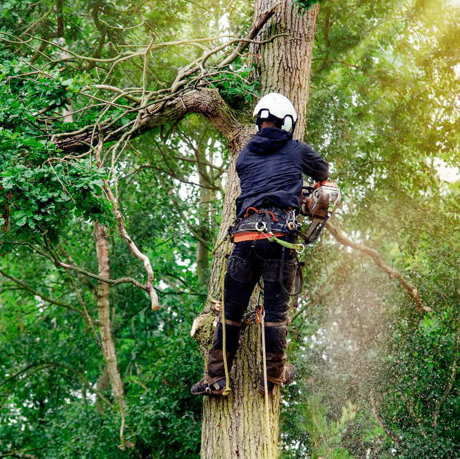 Important Reasons to Call an Arborist in New Zealand