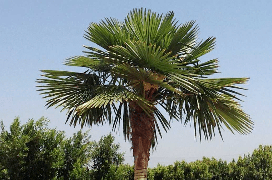 Chinese_Wind_Mill_Palm_of_NZ