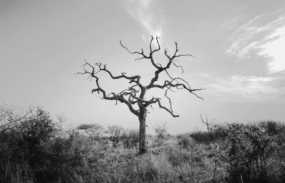 dead-branches-of-a-tree