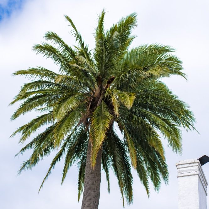 Palm Trees in New Zealand: A Comprehensive Guide