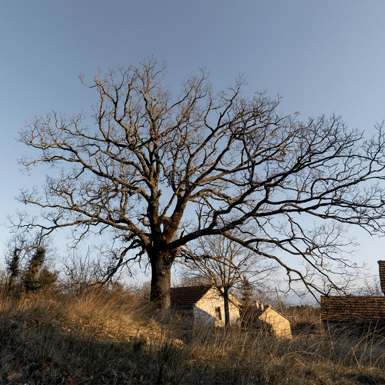 How to Tell if a Tree is Dying: 7 Red Flags