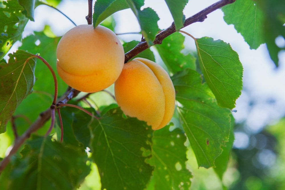 apricot-fruit-tree