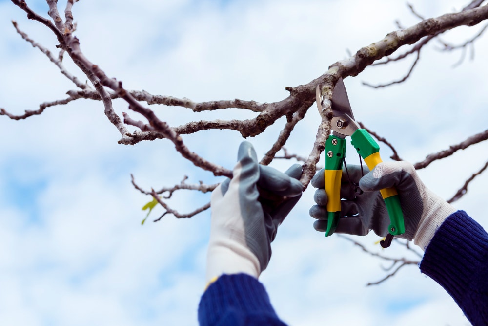 arborist-cutting-dried-branches