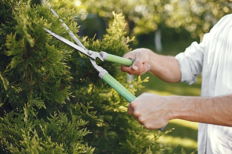 arborist trimming bush