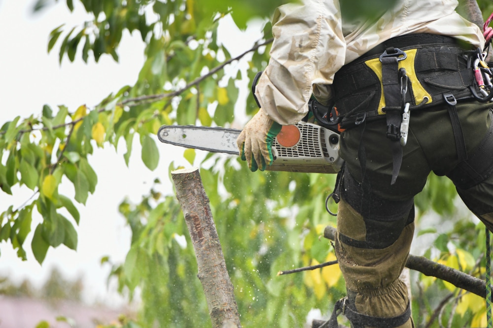 arborist-trimming-tree