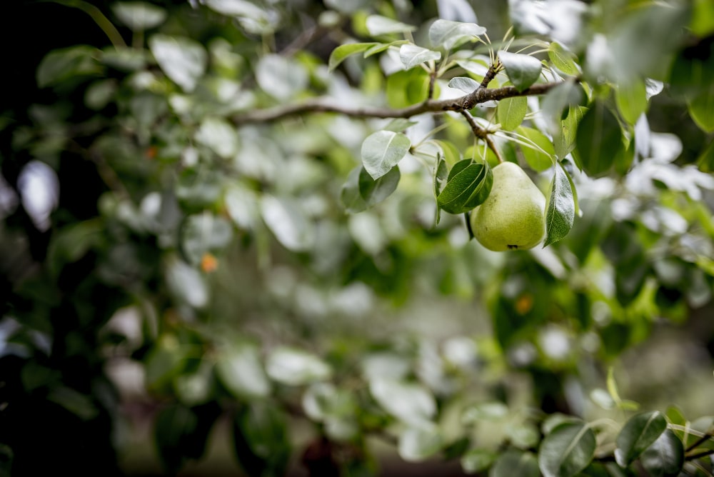 green-pear-tree