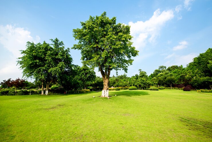 grassland landscape