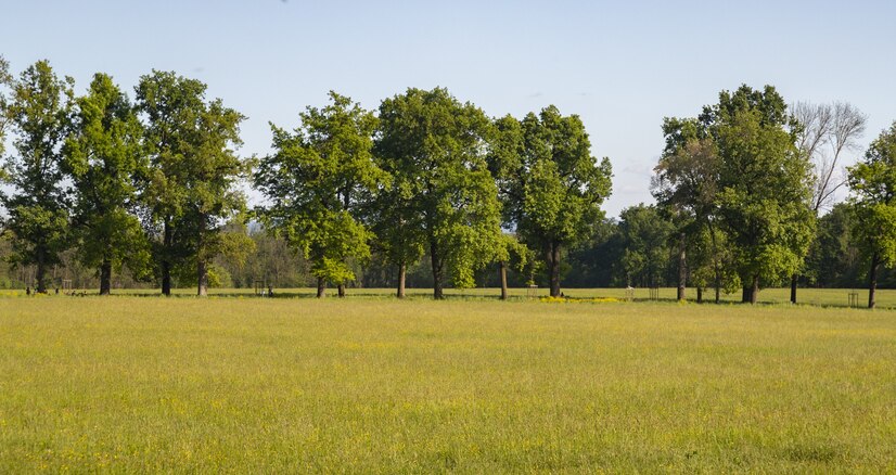 meadow with trees in the surface