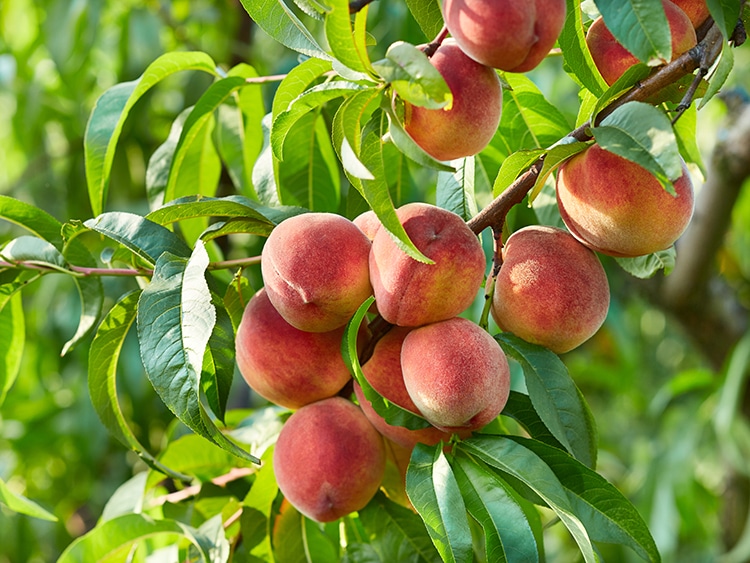 Branch of peach tree