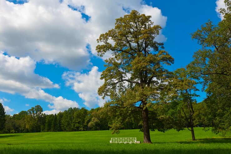 summer landscape