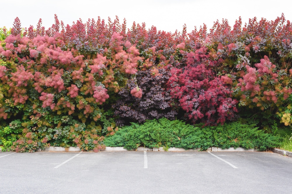 Beautiful hedge wall