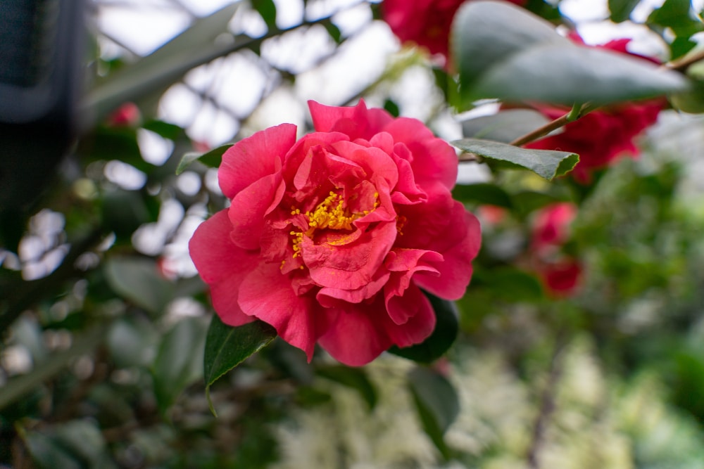 Camellia Tree