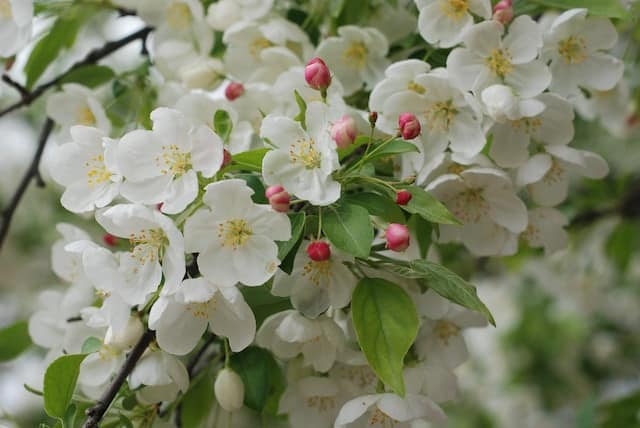 Crabapple Tree