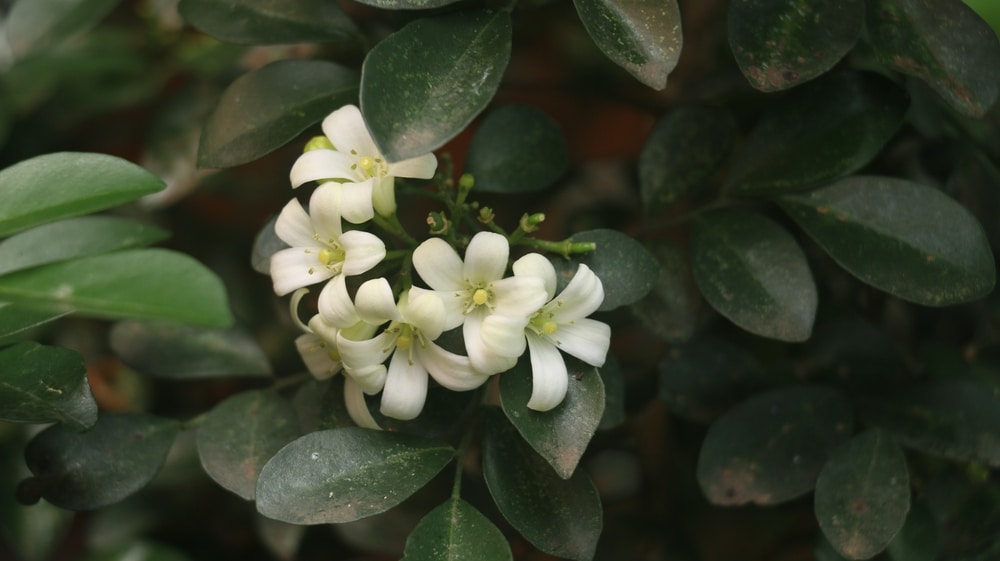 Murraya paniculata