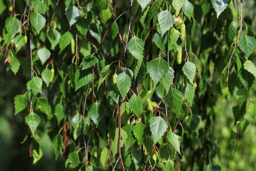 Silver Birch