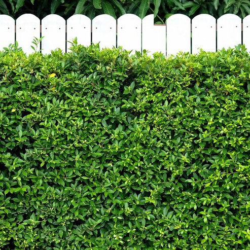 Best Hedges to Plant in New Zealand – Top Varieties for NZ Gardens