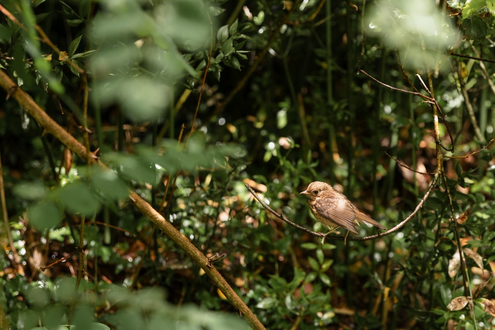 a bird in the hedges