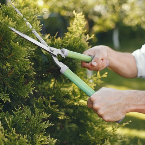 Summer Tree Care Guide