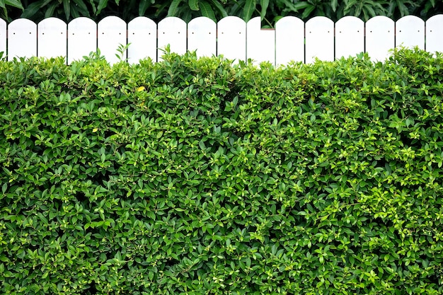 background wall of hedges