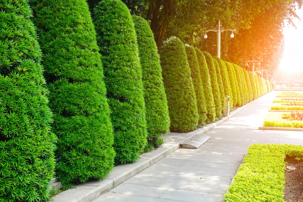 bright tall hedges