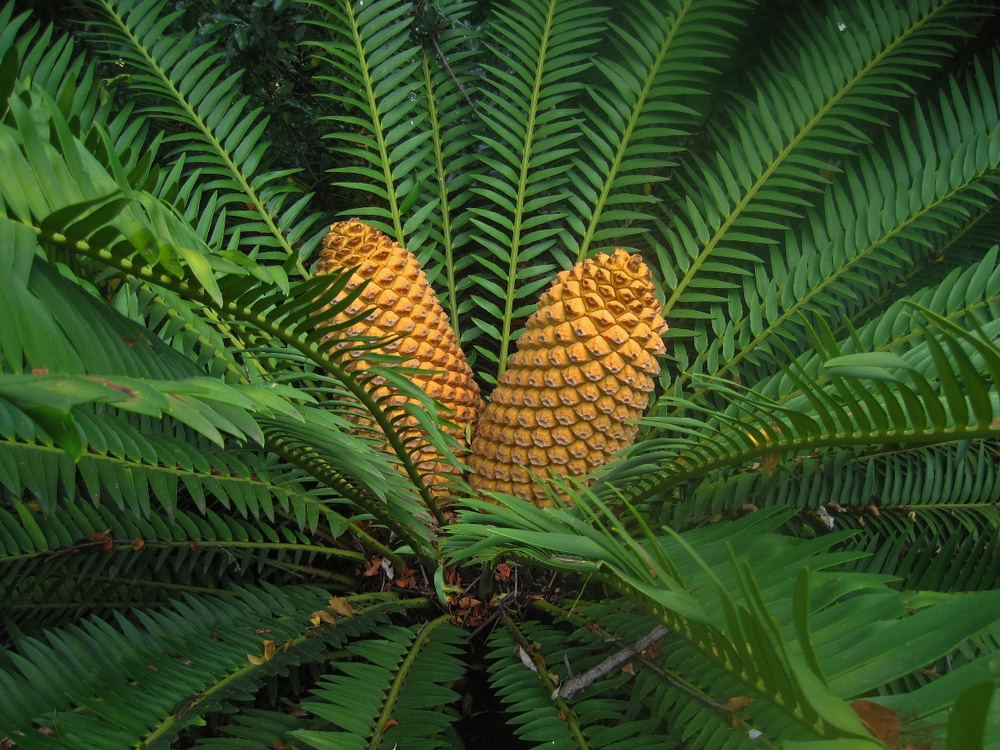 cycads