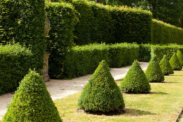 green alley of hedges stretching into the distance