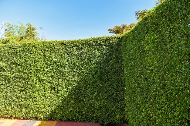 hegde plants for shade