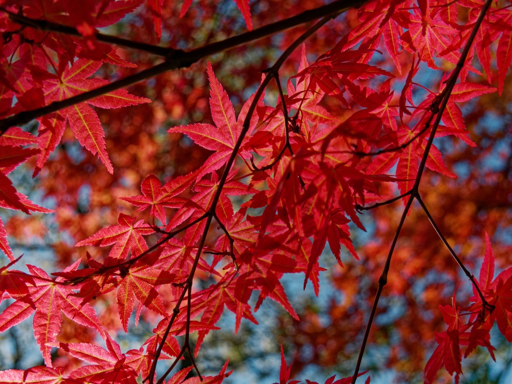 japanese maple