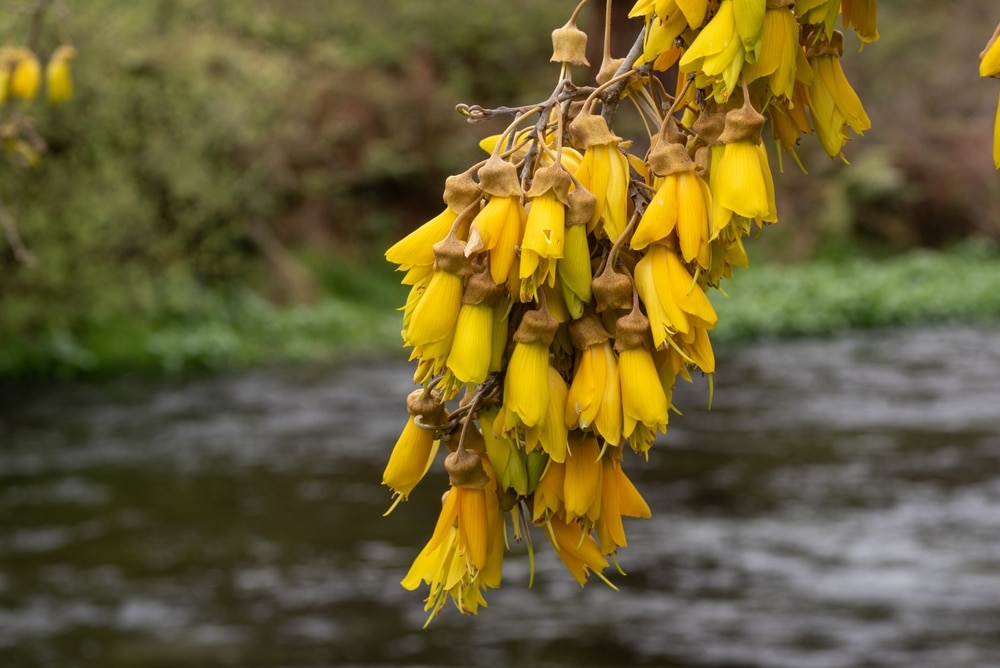 kowhai