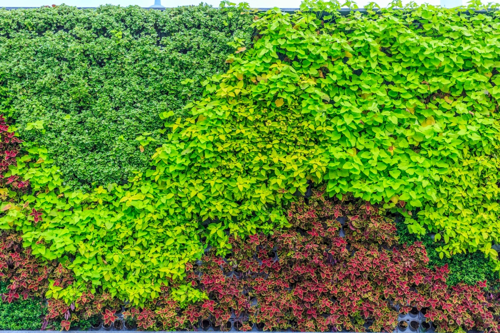 multicolor hedges