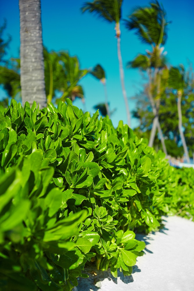 nice tropical green hedges