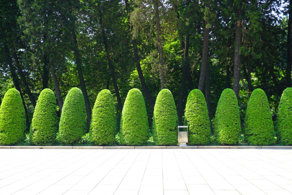 oval shaped hedges